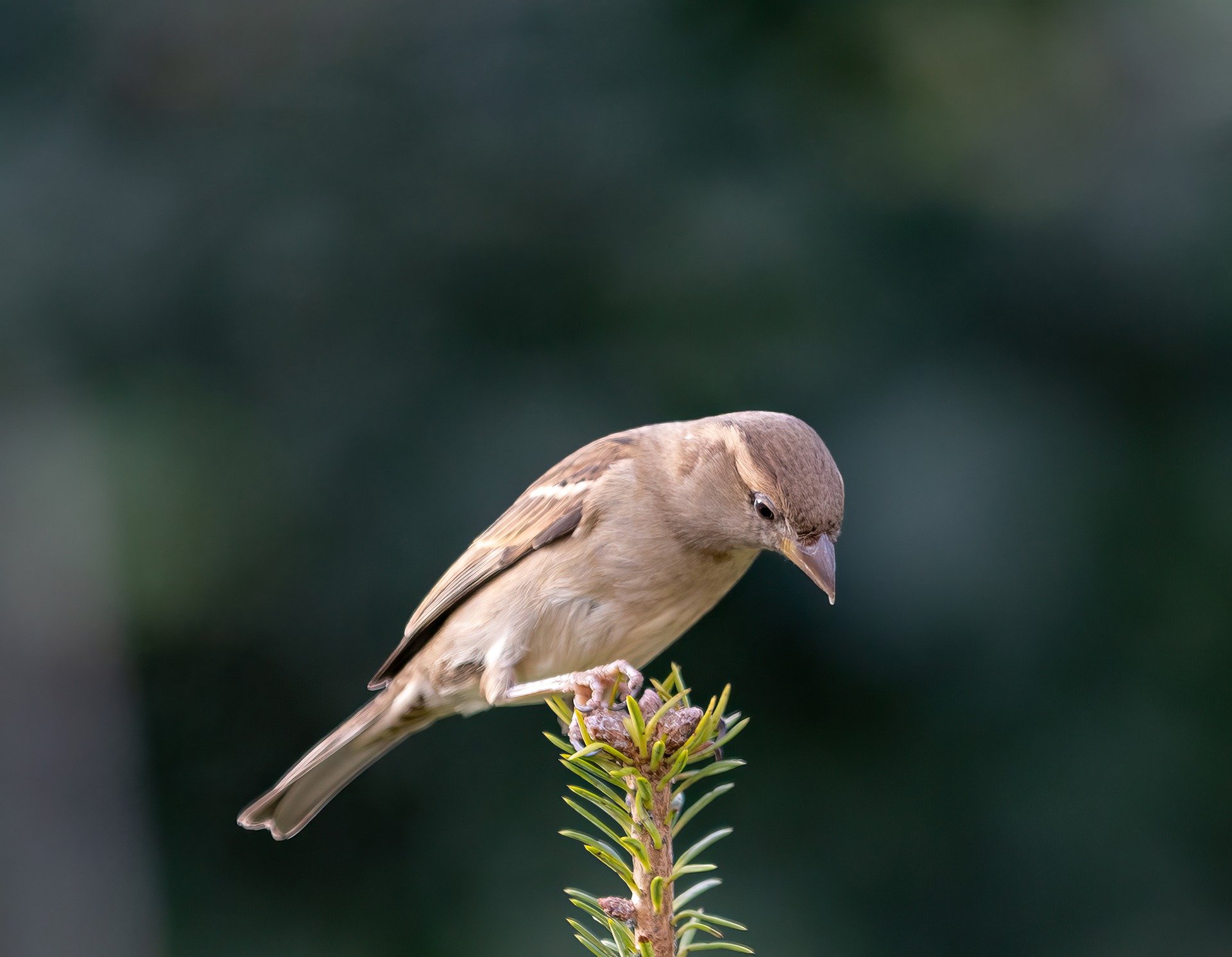 Doloribus velit rerum ea praesentium.